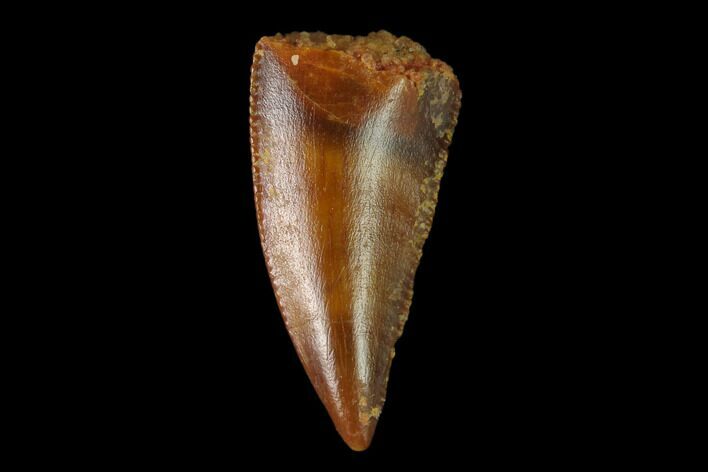Serrated, Raptor Tooth - Real Dinosaur Tooth #137186